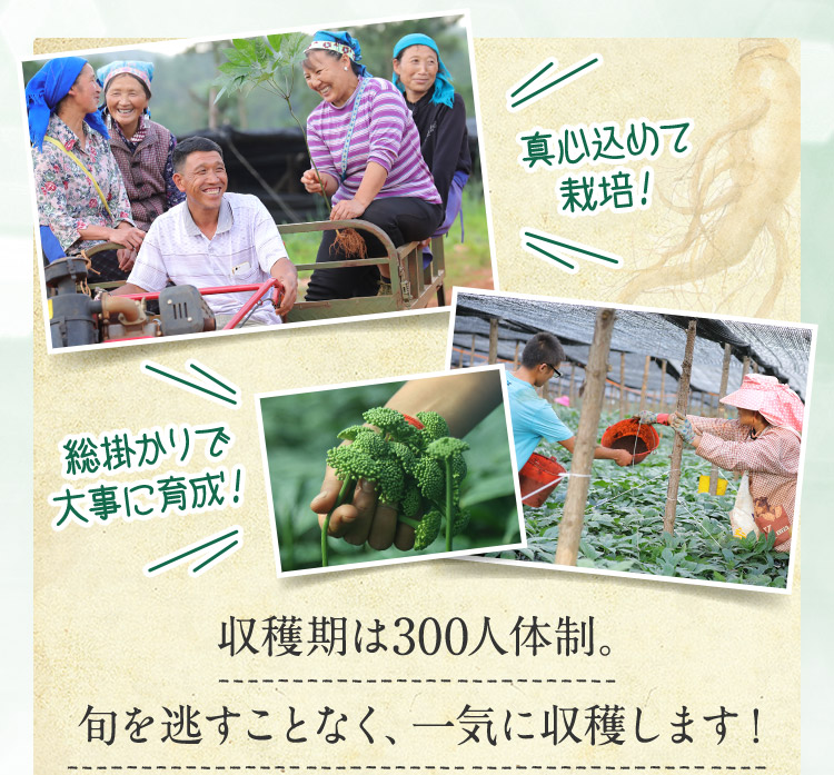 真心込めて栽培！ 総掛かりで大事に育成！ 収穫期は300人体制。旬を逃すことなく、一気に収穫します！