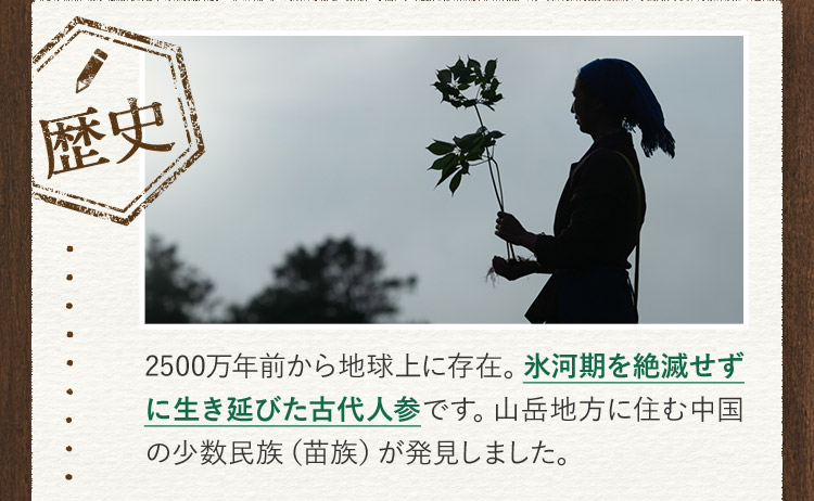 歴史 2500万年前から地球上に存在。氷河期を絶滅せずに生き延びた古代人参です。山岳地方に住む中国の少数民族(苗族)が発見しました。